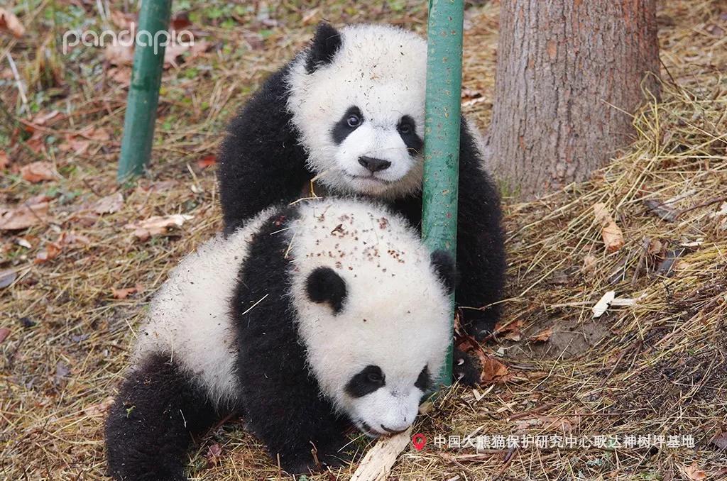 熊猫麻将别人开挂怎样看出，熊猫麻将别人开挂怎样看出是谁